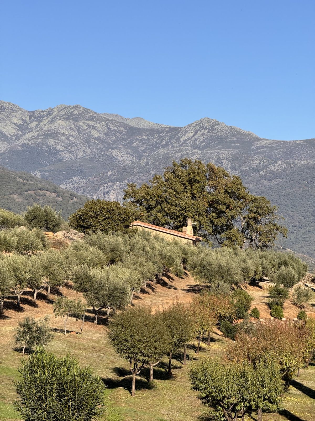 Olivos en ladera bajo la sierra