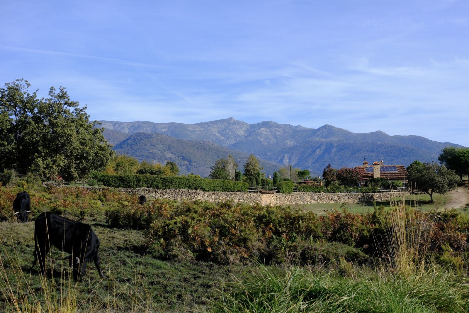 Vacas pastando frente a la finca, con la sierra al fondo
